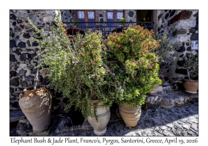 Plants