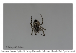 European Garden Spider