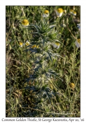 Thistle
