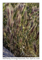 Wall Barley