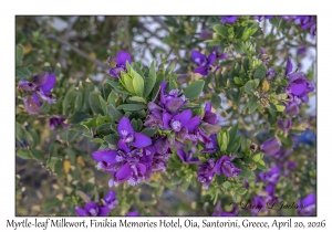 Myrtle-leaf Milkwort