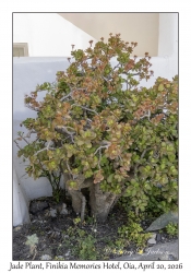 Jade Plant