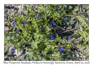 Blue Pimpernel