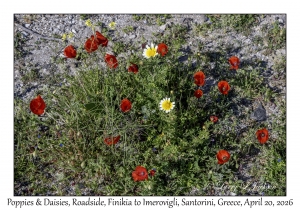 2026-04-20#5536 Poppies & Daisies, Roadside, Finikia to Imerovigli, Santorini, Greece