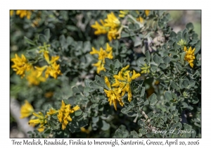 2026-04-20#5539 Medicago arborea - Tree Medick, Roadside, Finikia to Imerovigli, Santorini, Greece