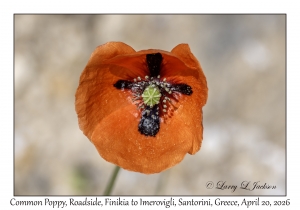 2026-04-20#5543 Papaver rhoeas - Common Poppy, Roadside, Finikia to Imerovigli, Santorini, Greece