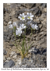 Greek Star-of-Bethlehem
