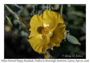 2026-04-20#5554 Glaucium flavum - Yellow Horned Poppy, Roadside, Finikia to Imerovigli, Santorini, Greece