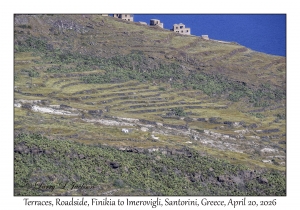 2026-04-20#5557 Terraces, Roadside, Finikia to Imerovigli, Santorini, Greece