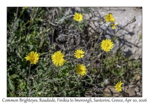 2026-04-20#5566 Reichardia picroides - Common Brighteyes, Roadside, Finikia to Imerovigli, Santorini, Greece