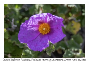 2026-04-20#5569 Cistus creticus - Cretan Rockrose, Roadside, Finikia to Imerovigli, Santorini, Greece