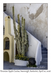 2026-04-20#5613 Cereus peruvianus monstrose - Peruvian Apple Cactus, Imerovigli, Santorini, Greece