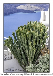 2026-04-20#5625 Euphorbia candelabrum - Candelabra Tree, Imerovigli, Santorini, Greece
