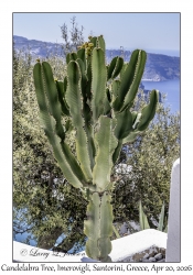 2026-04-20#5629 Euphorbia ingens - Candelabra Tree, Imerovigli, Santorini, Greece