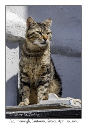 2026-04-20#5631 Cat, Imerovigli, Santorini, Greece