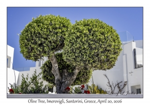 2026-04-20#5632 Olea europaea - Olive Tree, Imerovigli, Santorini, Greece