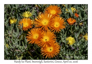 2026-04-20#5649 Delosperma cooperi - Hardy Ice Plant, Imerovigli, Santorini, Greece