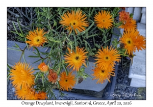 2026-04-20#5651 Lampranthus aureus - Orange Dewplant, Imerovigli, Santorini, Greece