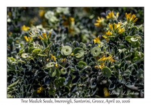 2026-04-20#5653 Medicago arborea - Tree Medick, Imerovigli, Santorini, Greece