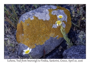 2026-04-20#5676 Xanthoria aureola & Aspicilia calcarea, Trail from Imerovigli to Finikia, Santorini, Greece