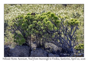 2026-04-20#5689 Aeonium, Hillside Home, Trail from Imerovigli to Finikia, Santorini, Greece