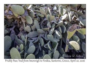 2026-04-20#5692 Opuntia ficus-indica - Prickly Pear, Trail from Imerovigli to Finikia, Santorini, Greece