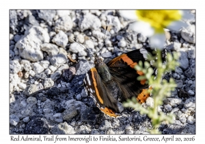2026-04-20#5694 Vanessa atalanta - Red Admiral, Trail from Imerovigli to Finikia, Santorini, Greece