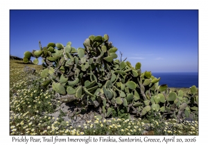 2026-04-20#5700 Opuntia ficus-indica - Prickly Pear, Trail from Imerovigli to Finikia, Santorini, Greece