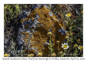 2026-04-20#5702 Xanthoria aureola - Seaside Sunburst Lichen, Trail from Imerovigli to Finikia, Santorini, Greece