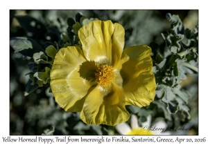 2026-04-20#5712 Glaucium flavum - Yellow Horned Poppy, Trail from Imerovigli to Finikia, Santorini, Greece