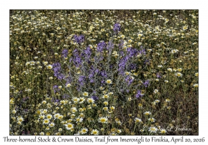 2026-04-20#5713 Three-horned Stock & Crown Daisy, Trail from Imerovigli to Finikia, Santorini, Greece