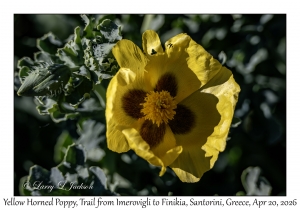 2026-04-20#5715 Glaucium flavum - Yellow Horned Poppy, Trail from Imerovigli to Finikia, Santorini, Greece