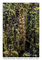 2026-04-20#5718 Orobanche pubescens - Hairy Broomrape, Trail from Imerovigli to Finikia, Santorini, Greece