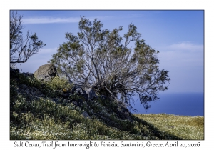 2026-04-20#5721 Tamarix hampeana - Salt Cedar, Trail from Imerovigli to Finikia, Santorini, Greece