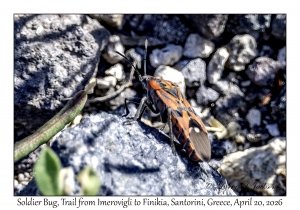 2026-04-20#5729 Spilostethus pandurus - Soldier Bug, Trail from Imerovigli to Finikia, Santorini, Greece
