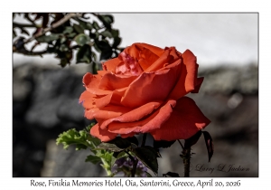 2026-04-20#5733 Rose, Finikia Memories Hotel, Oia, Santorini, Greece