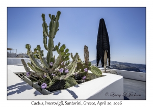 2026-04-20#6279 Cactus, Imerovigli, Santorini, Greece
