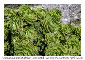 Aeonium