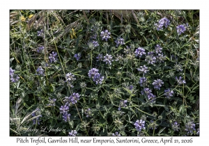 Pitch Trefoil