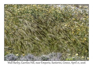 Wall Barley
