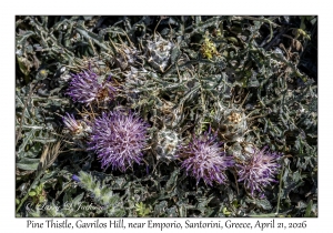 2026-04-21#5766 Carlina gummifera - Pine Thistle, Gavrilos Hill, near Emporio, Santorini, Greece