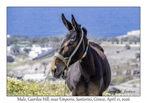 2026-04-21#5778 Mule, Gavrilos Hill, near Emporio, Santorini, Greece
