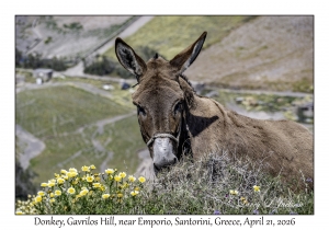 2026-04-21#5792 Equus africanus - Donkey, Gavrilos Hill, near Emporio, Santorini, Greece