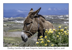 2026-04-21#5798 Equus africanus - Donkey, Gavrilos Hill, near Emporio, Santorini, Greece