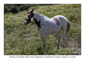 2026-04-21#5806 Horse, Gavrilos Hill, near Emporio, Santorini, Greece