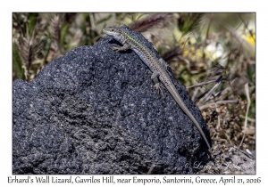 2026-04-21#5817 Podarcis erhardii - Erhard's Wall Lizard, Gavrilos Hill, near Emporio, Santorini, Greece