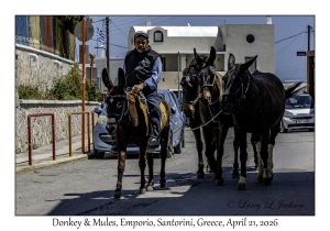 2026-04-21#5850 Donkey & Mules, Emporio, Santorini, Greece