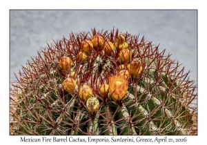 2026-04-21#5882 Ferocactus pilosus - Mexican Fire Barrel Cactus, Emporio, Santorini, Greece