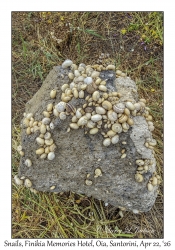 2026-04-22#1013 Snails, Finikia Memories Hotel, Oia, Santorini, Greece