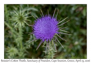 Boissier's Cotton Thistle